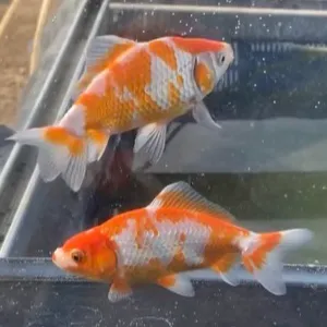 更紗和金