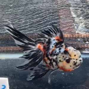 東錦