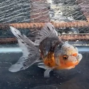 五色東錦