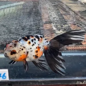 京錦