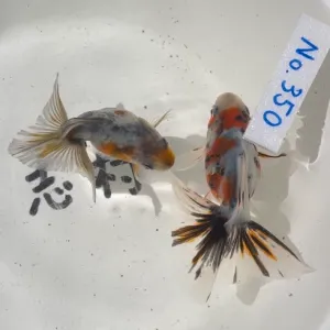 キャリコ土佐金