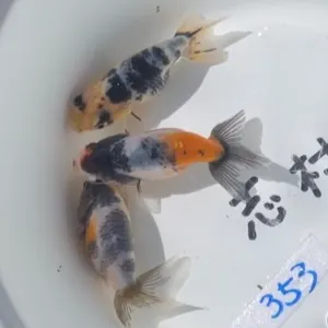 墨江戸錦