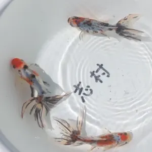 オーロラ