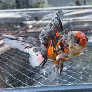 五色東錦