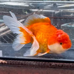 オランダ獅子頭