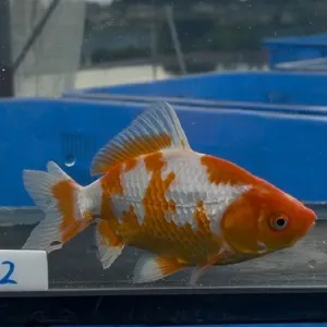更紗和金