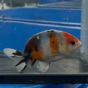 江戸錦