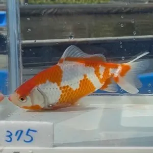 更紗和金