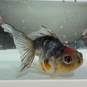 ドラゴンスケール竜眼