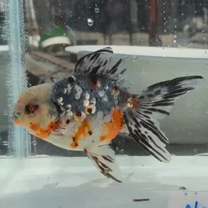 五色東錦
