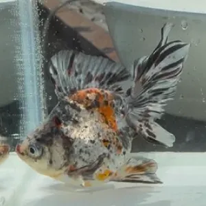 ブロードテール琉金