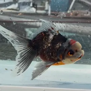 五色東錦