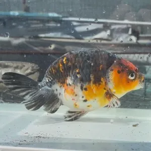 五色江戸錦