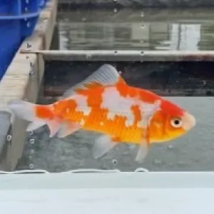 更紗和金