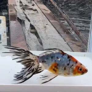 オーロラ