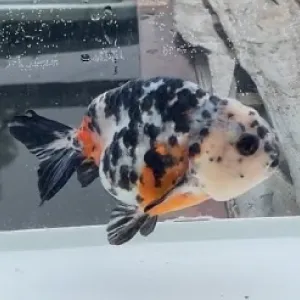 江戸錦