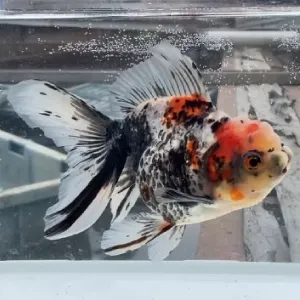 五色東錦