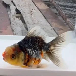 五色東錦