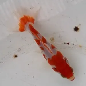 更紗和金