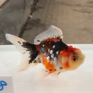五色東錦