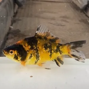 鮒尾和金