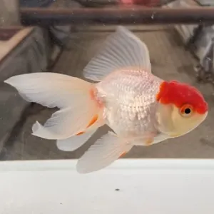 丹頂