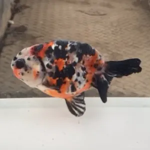 江戸錦