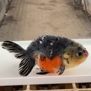 五色江戸錦