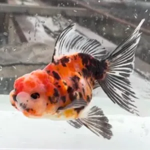 ドラゴンスケール五色東錦