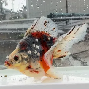 ブロードテール五色琉金