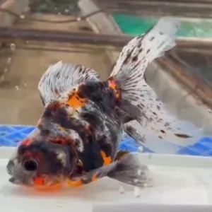 ドラゴンスケール東錦