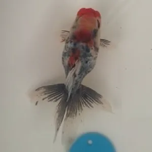 ドラゴンスケール東錦