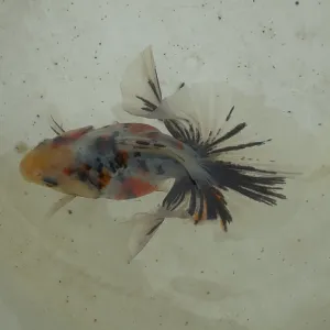 キャリコ土佐金