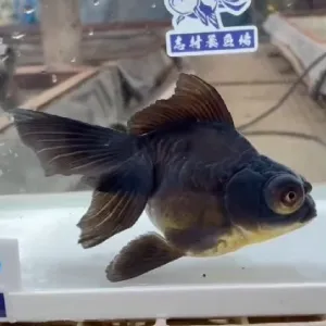 ドラゴンデメキン