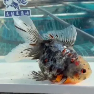 ドラゴンスケール東錦