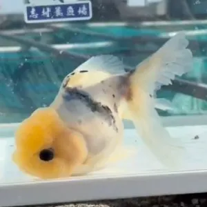 ドラゴンスケール東錦