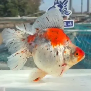 ブロードテール琉金