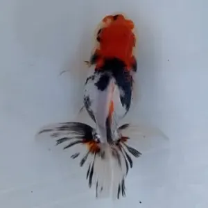 トリカラーオランダ