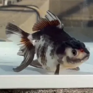 トリカラーオランダ