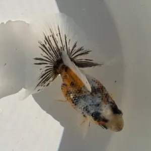 キャリコ土佐金