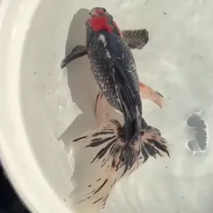 五色オーロラ 上物