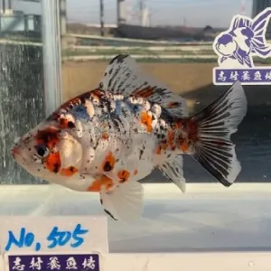 ドラゴン朱文金