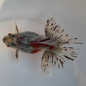 ブロードテール琉金