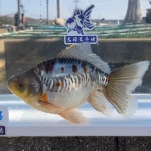 ドラゴンオーロラ