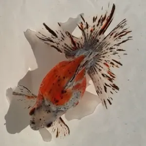 ブロードテール琉金