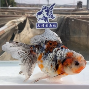 ドラゴンスケール東錦