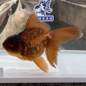 ドラゴンスケール茶金