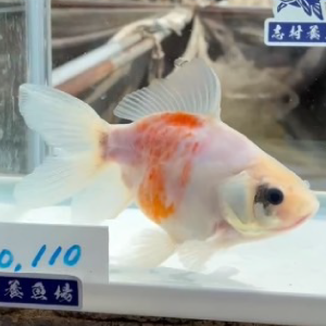 ドラゴン桜東海錦