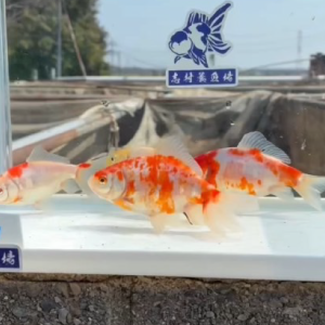 ドラゴン和金 桜系