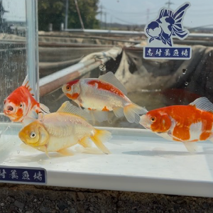 ドラゴン和金 更紗系